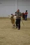 carousel chooser