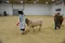 carousel chooser