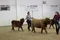 carousel chooser
