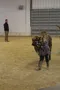 carousel chooser