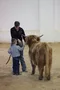 carousel chooser