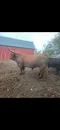 carousel chooser