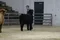 carousel chooser