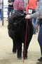 carousel chooser