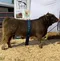 carousel chooser