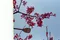 carousel chooser