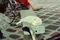carousel chooser