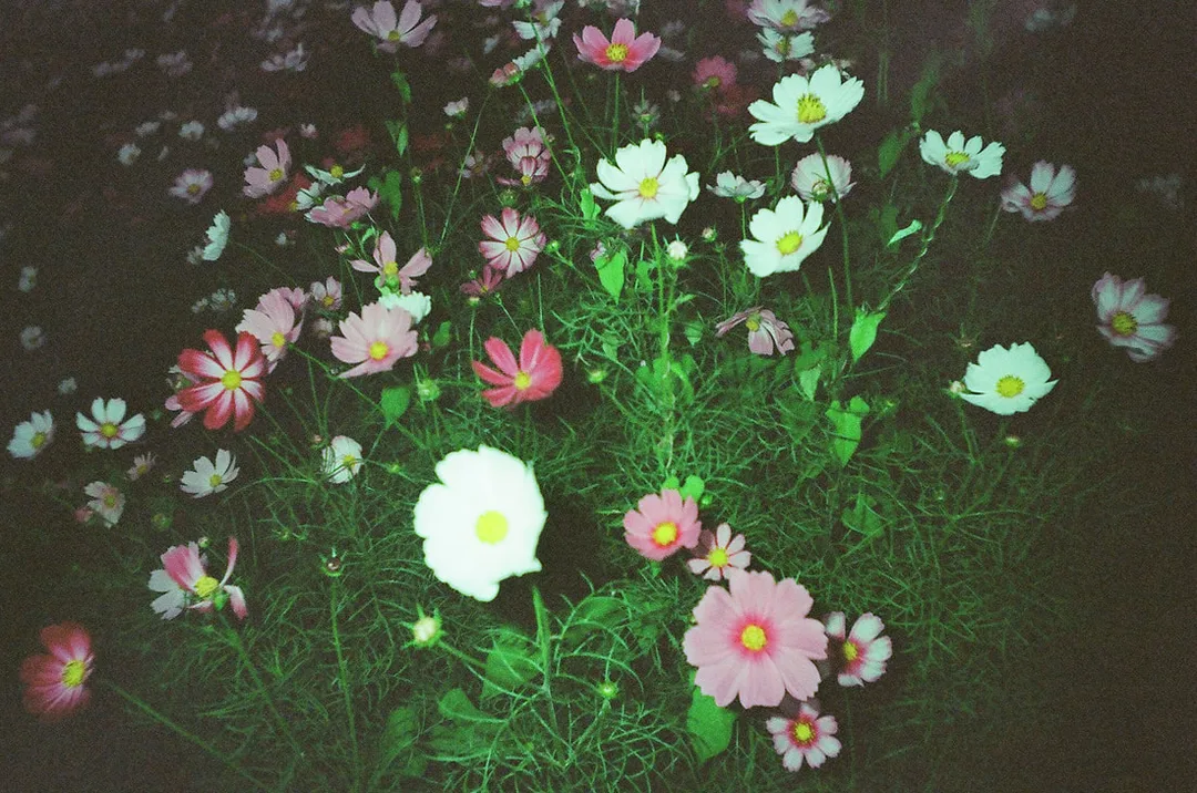Picture