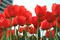 carousel chooser