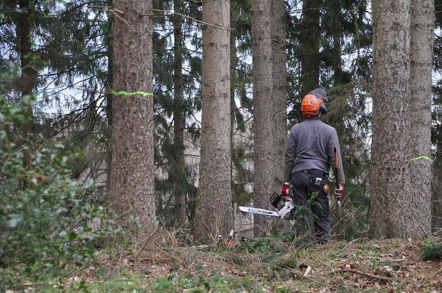 FWP20122 - Certificate II in Forest Operations