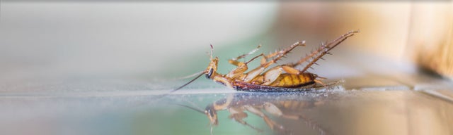 CPP30119 - Certificate III in Urban Pest Management