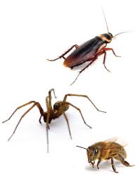 CPP41619 - Certificate IV in Urban Pest Management
