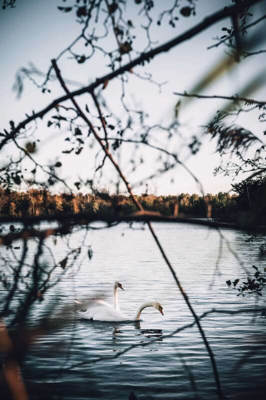 Two swans on a lake representing two people navigating conflict well together. Maggie Jones Boyle healing young adults learn healthy ways of relating to their emotions through online therapy in Lawrence, KS.
