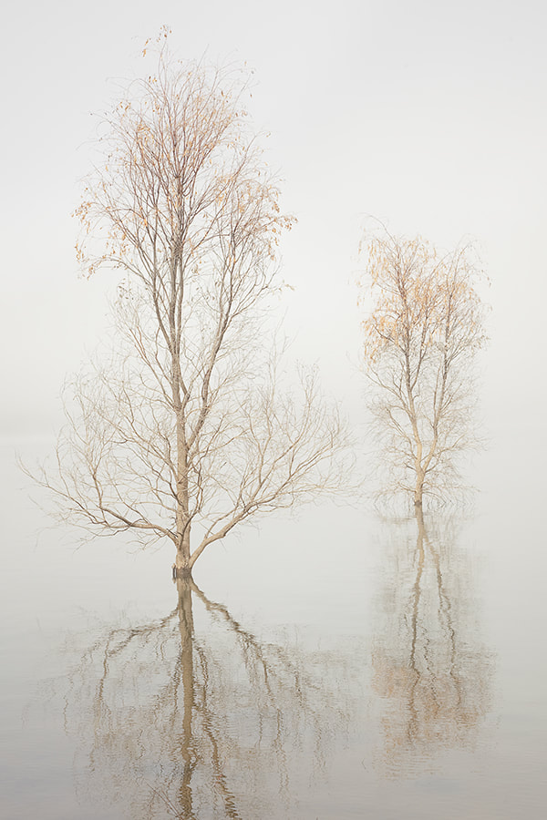 TREES