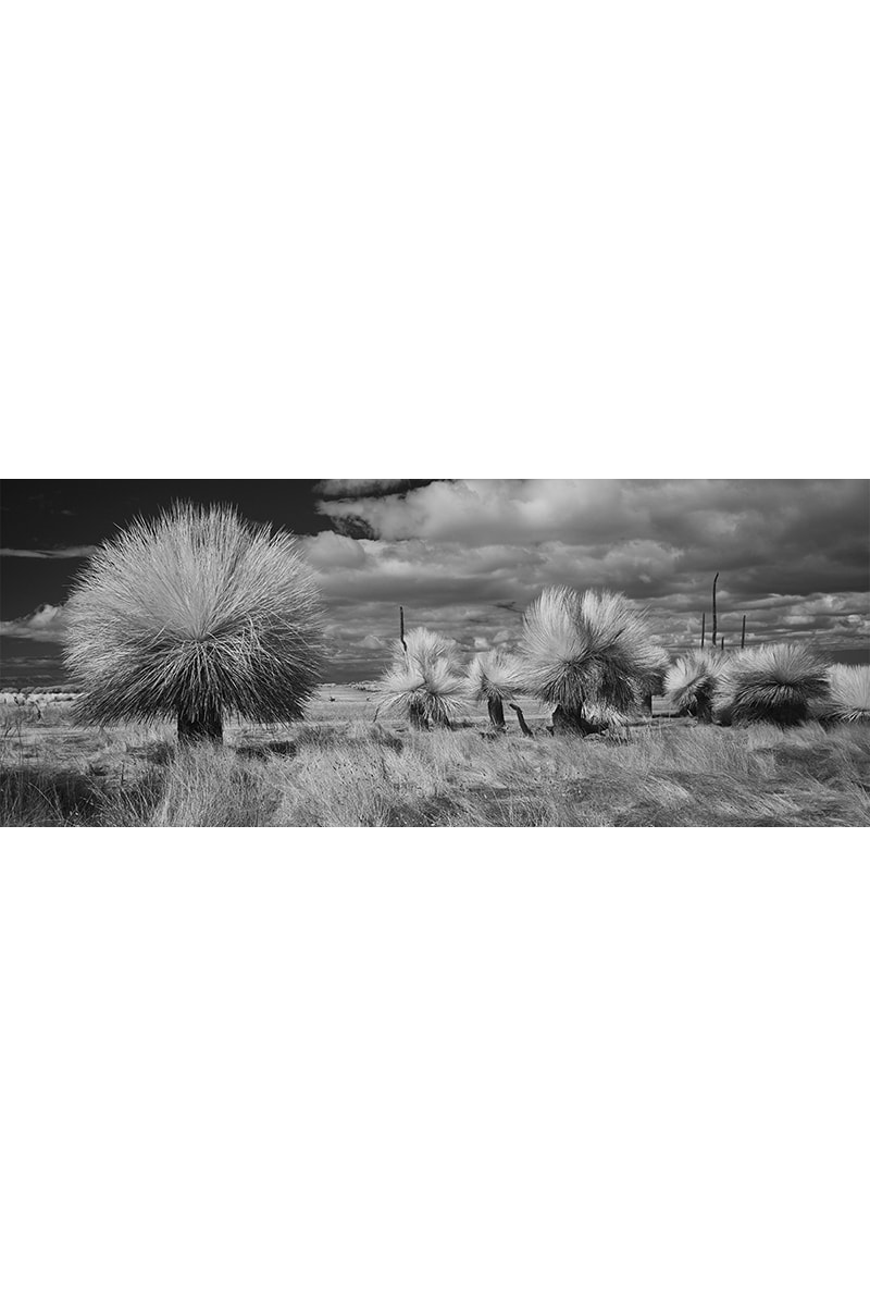 Grass Tree Lane IR230227P