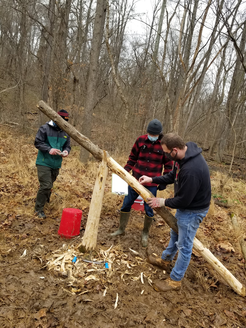 Debarking trees at one of our sites in southern Maryland.