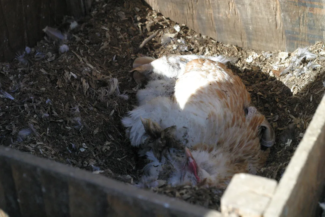 A Bantam Salmon Faverolle dust bathing in winter.