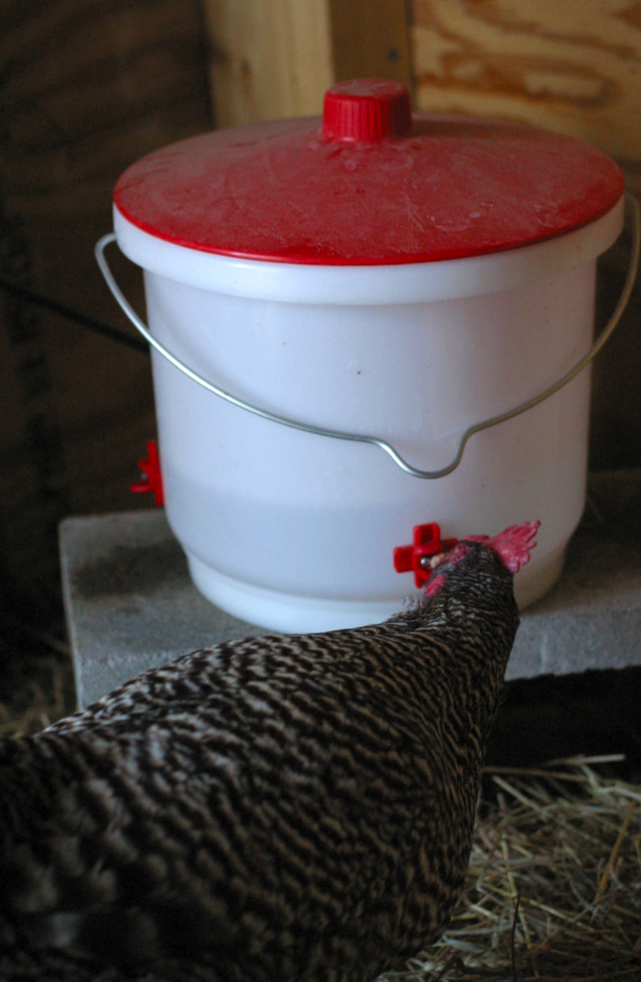 A Barred Rock hen drinks from a red and white heated chicken waterer in the winter.