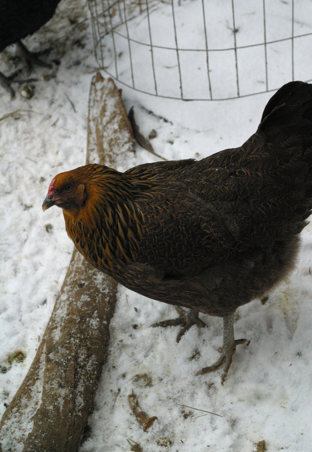 An Easter Egger hen stands on snowy ground next to a small log.