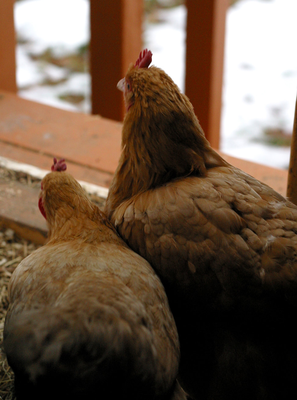 Two chickens in winter. Two Buff Orpington hens gaze out a coop door to a snowy landscape.