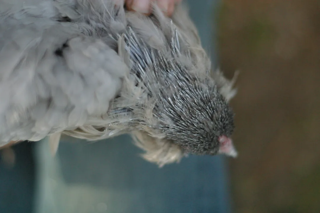 Top view of the head of a self blue Ameraucana hen, her feathers are growing back in after a molt.