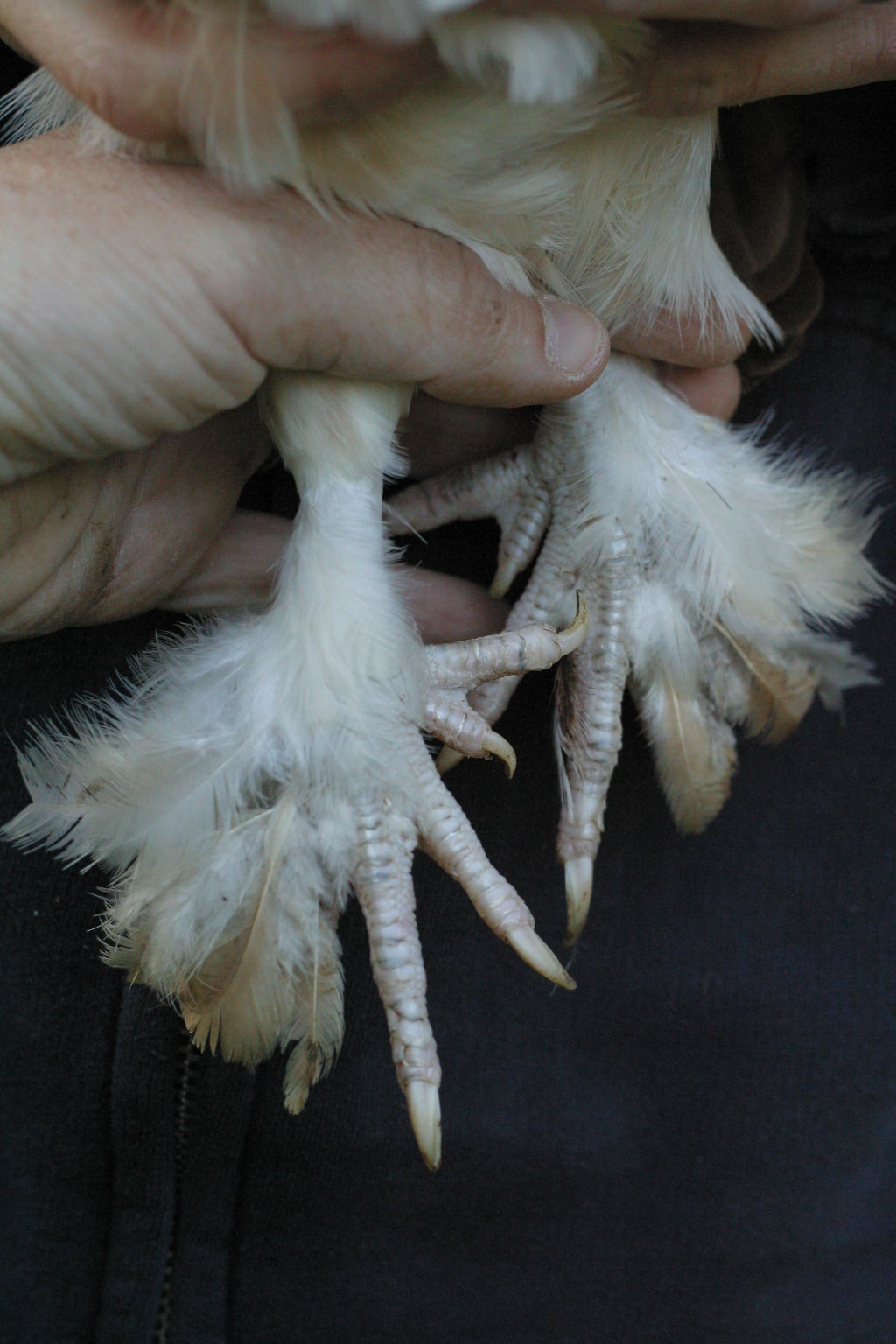Bantam Salmon Faverolle's feet, with feathered shanks and five toes.