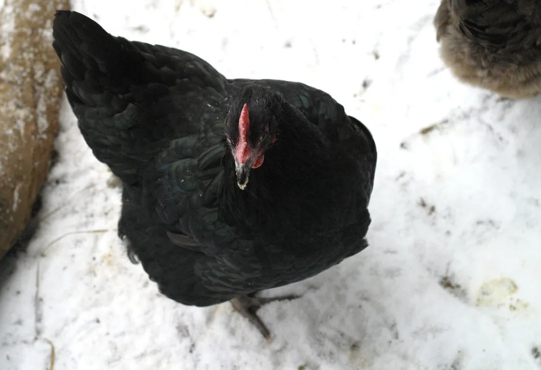 A black hen stands on snowy ground.