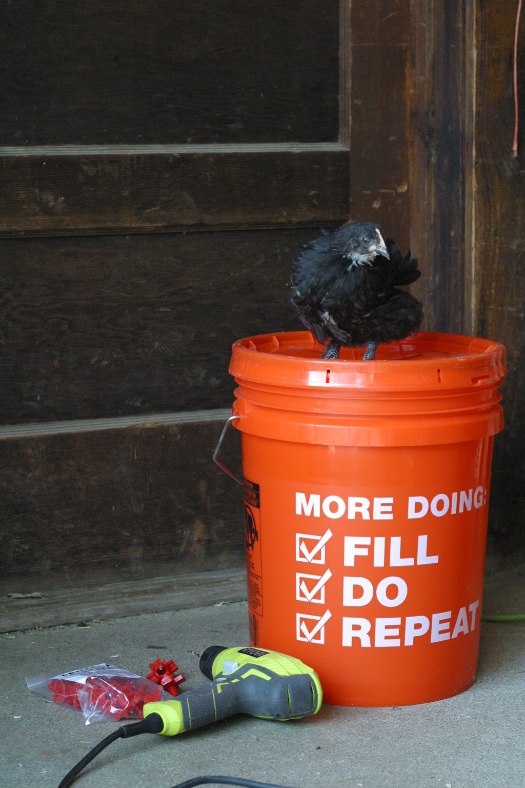 Black chicken standing on orange five gallon bucket