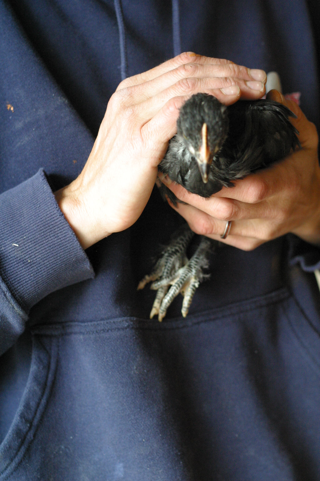 White Person in blue sweatshirt holding a young black chicken.