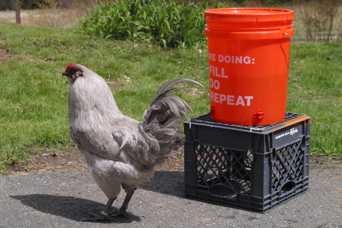 Grey Ameraucana rooster standing next to a 5 gallon DIY chicken waterer balanced on a crate