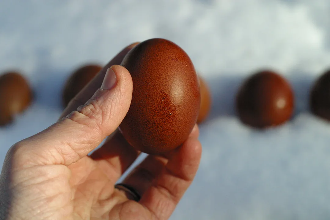 A white person's hand holds a dark brown chicken egg from a Black Copper Marans, more dark brown eggs sit in the snow in the background.