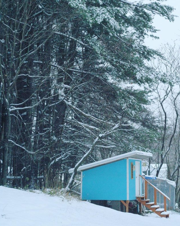 A bright blue chicken coop with a run sits next to tall pine trees in a snowy landscape.