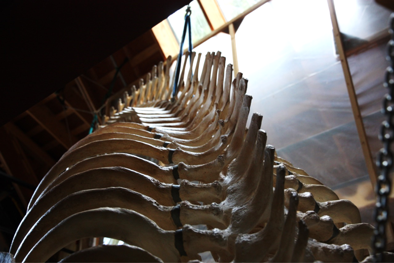 Top of thoracic section of the spine
