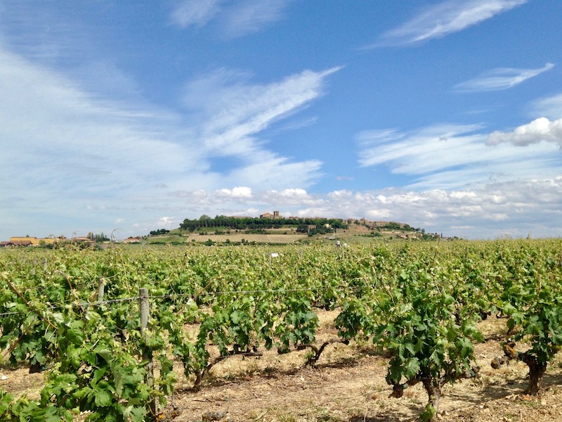 Medieval city of Laguardia rises above the grapevines