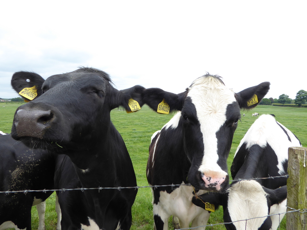 Picture