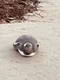 carousel chooser