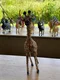 carousel chooser