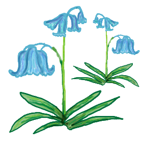 Bluebells graphic shows a few bluebell wildflowers.