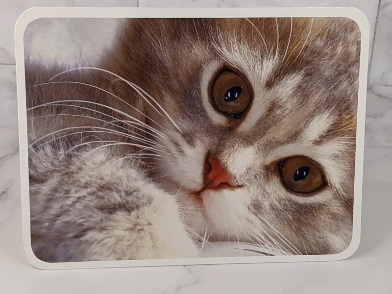 An inspirational greeting card with an image of a gray and white striped cat on the cover. 