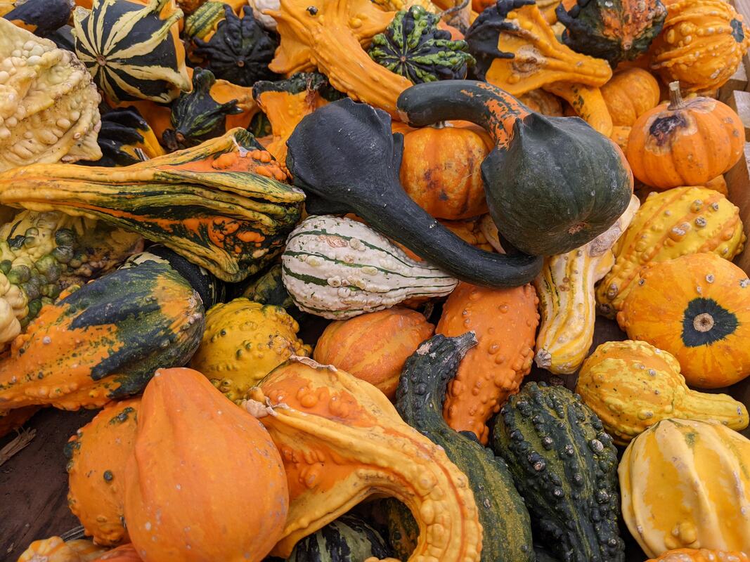 Pumpkin Patch