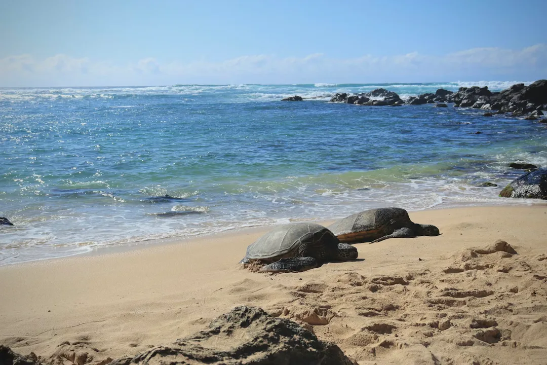 Sea Turtles