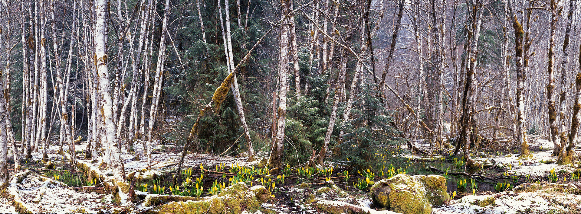 Aspen Grove