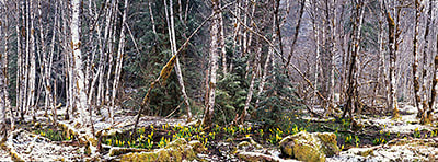 Aspen Grove