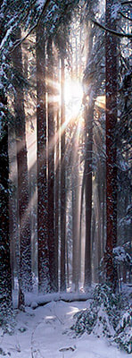 Solstice Vertical