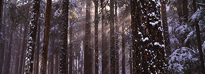 Solstice