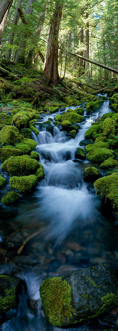 Rain Forest Runoff
