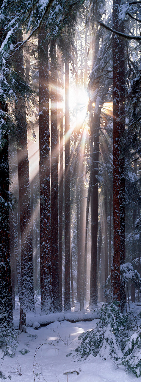Solstice Vertical