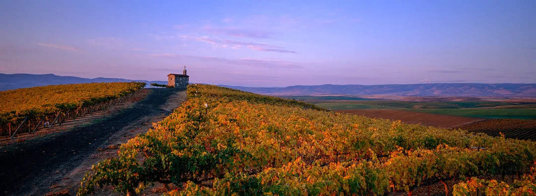 Red Willow Vineyard