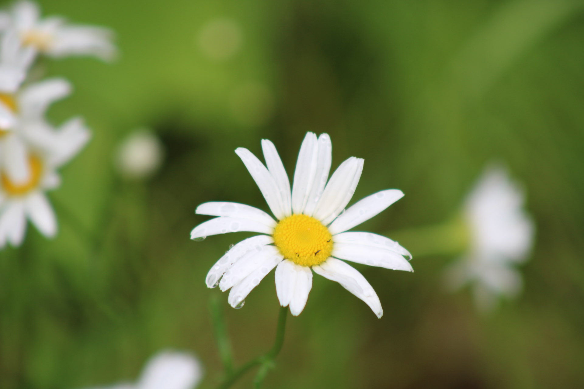 Daisy