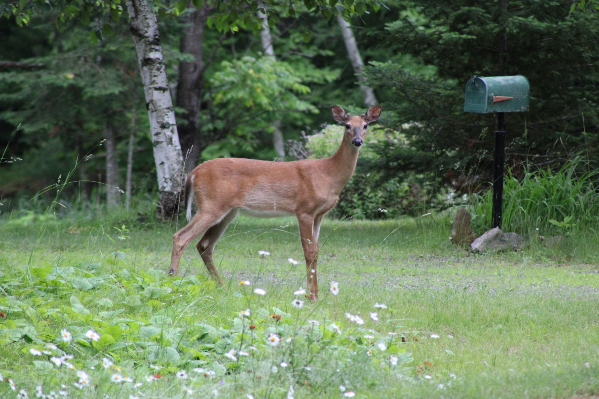 Deer